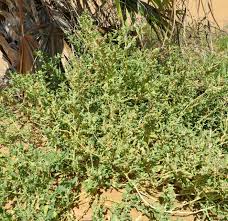 Attēlu rezultāti vaicājumam “Atriplex patula fruit”