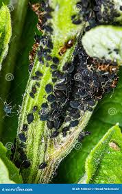 Attēlu rezultāti vaicājumam “Aphis fabae”