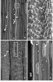 Attēlu rezultāti vaicājumam “Festuca altissima leaf”