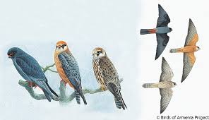 Image result for Falco vespertinus