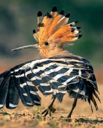 Attēlu rezultāti vaicājumam “Upupa epops adult”