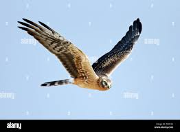 Attēlu rezultāti vaicājumam “Circus pygargus”