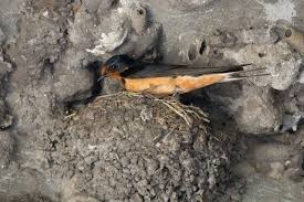 Attēlu rezultāti vaicājumam “Hirundo rustica nest”