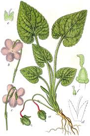 Attēlu rezultāti vaicājumam “Viola hirta”