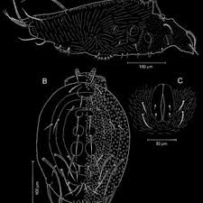 Attēlu rezultāti vaicājumam “Belbodamaeus sp.”