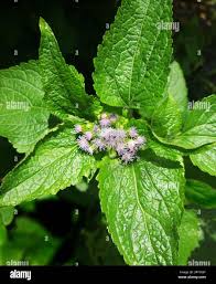 Image result for Ageratum conyzoides