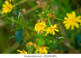 Attēlu rezultāti vaicājumam “Hieracium murorum flower”