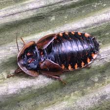 Attēlu rezultāti vaicājumam “Badhamia dubia”