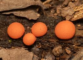 Attēlu rezultāti vaicājumam “Lycogala cf. oleocrystalliferum macro”