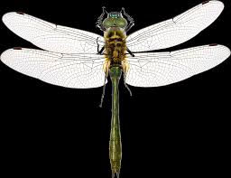 Attēlu rezultāti vaicājumam “Cordulia aenea”