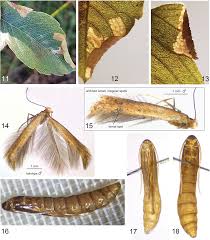 Attēlu rezultāti vaicājumam “Tischeriidae”