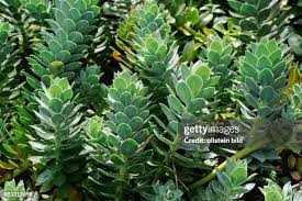 Image result for Wolfsmilch