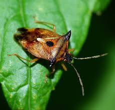 Attēlu rezultāti vaicājumam “Elasmucha ferrugata”