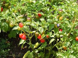 Afbeeldingsresultaat voor peppadew hot pepper