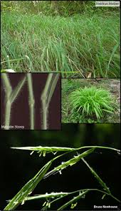 Attēlu rezultāti vaicājumam “Brachypodium sylvaticum fruit”