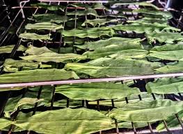 Attēlu rezultāti vaicājumam “Allium ursinum leaf”