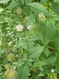 Image result for Dipsacus pilosus