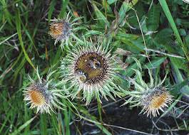 Attēlu rezultāti vaicājumam “Carlina biebersteinii”
