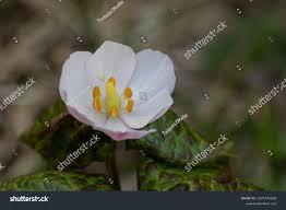 Attēlu rezultāti vaicājumam “Podophyllum hexandrum flower”