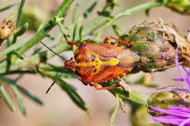 Attēlu rezultāti vaicājumam “Carpocoris purpureipennis”