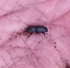 Attēlu rezultāti vaicājumam “Sinodendron cylindricum male”