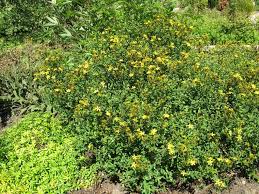 Image result for Hypericum perforatum