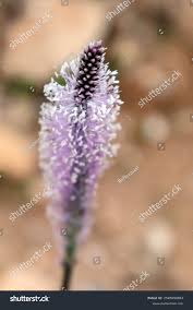 Attēlu rezultāti vaicājumam “Plantago media”