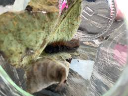 Attēlu rezultāti vaicājumam “Arctia caja larva”