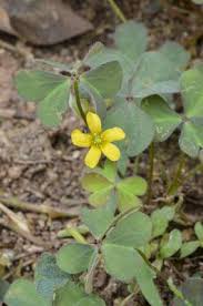 Attēlu rezultāti vaicājumam “Oxalis corniculata”