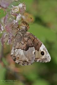 Attēlu rezultāti vaicājumam “Hipparchia alcyone”