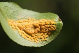 Attēlu rezultāti vaicājumam “Melampsora epitea”