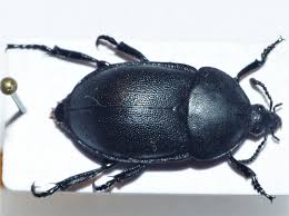 Attēlu rezultāti vaicājumam “Silphidae”