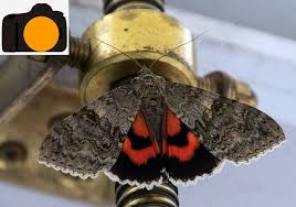 Attēlu rezultāti vaicājumam “Catocala nupta”