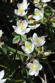 Attēlu rezultāti vaicājumam “Isopyrum thalictroides flower”