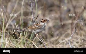 Image result for Emberiza pusilla