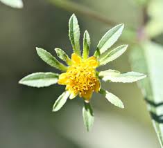 Attēlu rezultāti vaicājumam “Bidens frondosa flower”