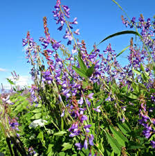 Attēlu rezultāti vaicājumam “Galega orientalis bud”