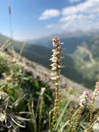 Attēlu rezultāti vaicājumam “Bistorta vivipara flower”