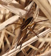 Attēlu rezultāti vaicājumam “Dolomedes fimbriatus”