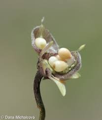 Attēlu rezultāti vaicājumam “Viola collina”