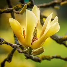 Attēlu rezultāti vaicājumam “Magnolia acuminata bud”