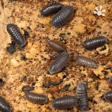 Attēlu rezultāti vaicājumam “Conardia compacta macro”