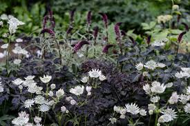Attēlu rezultāti vaicājumam “Astrantia major”