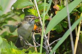 Attēlu rezultāti vaicājumam “Acrocephalus schoenobaenus”