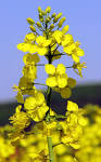 File:<b>Brassica napus</b> 2.jpg