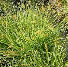 Attēlu rezultāti vaicājumam “Carex spicata”