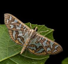 Attēlu rezultāti vaicājumam “Crambidae”
