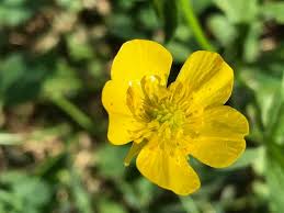 Attēlu rezultāti vaicājumam “Ranunculus bulbosus flower”