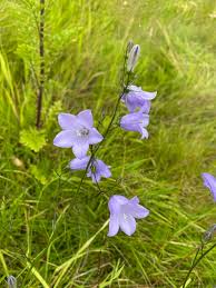 Attēlu rezultāti vaicājumam “Campanula rotundifolia”
