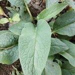 Attēlu rezultāti vaicājumam “Symphytum asperum leaf”